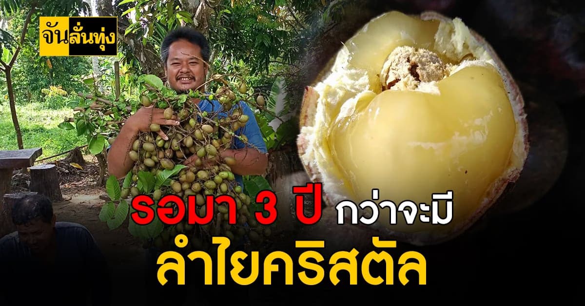 เกษตรกรสงขลา ใช้เวลา 3 ปี ปลูกลำไยคริสตัล สร้างรายได้