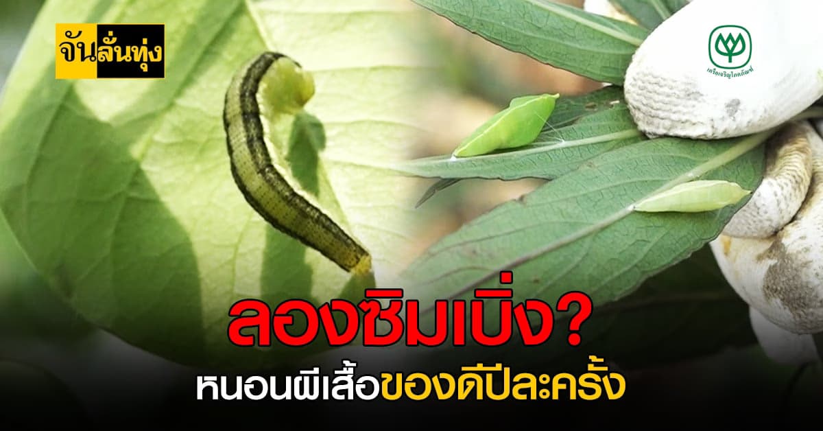 ชาวบ้านขอนแก่น แห่จับ หนอนผีเสื้อ อาหารบ้านทุ่งที่ราคาระดับภัตตาคาร