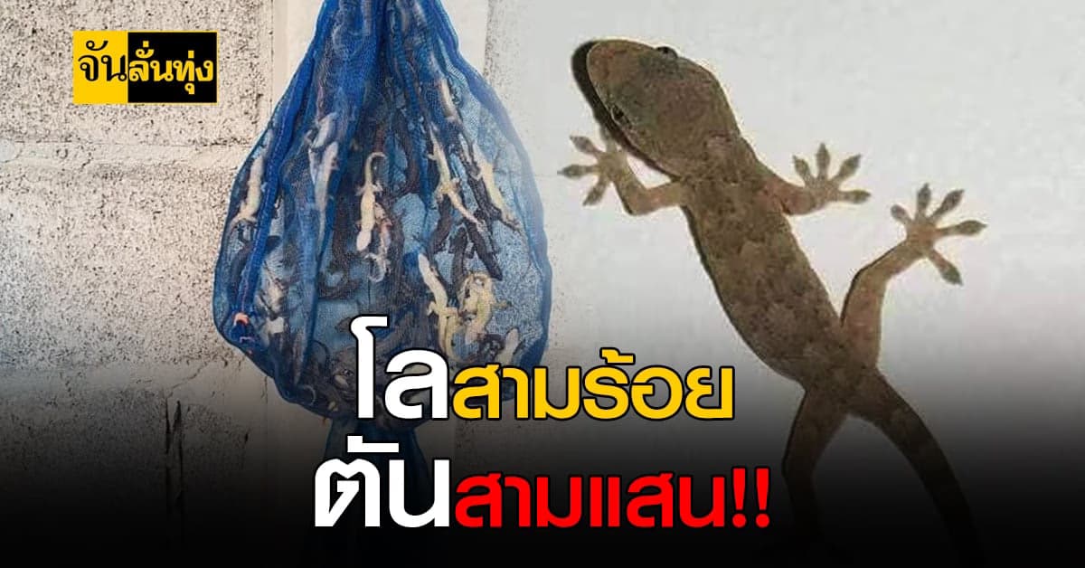 รับซื้อ จิ้งจก ราคาแพงเวอร์ พร้อมสอนจับเสร็จสรรพ รับไม่อั้น