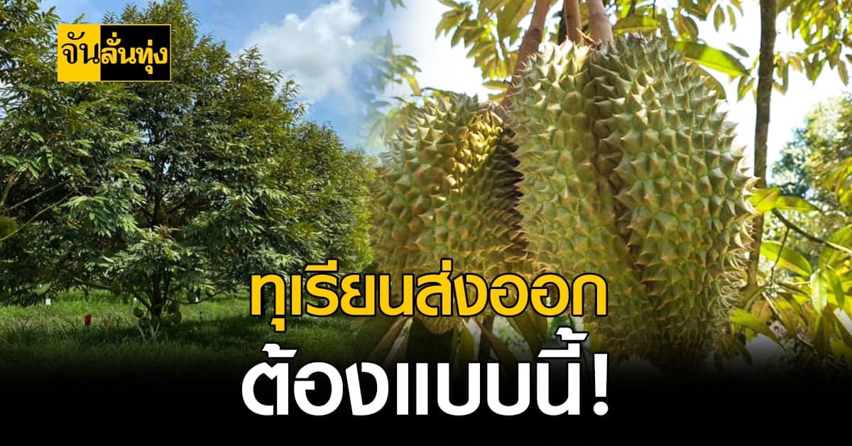 ตรวจสกัด ทุเรียนอ่อน การส่งออก