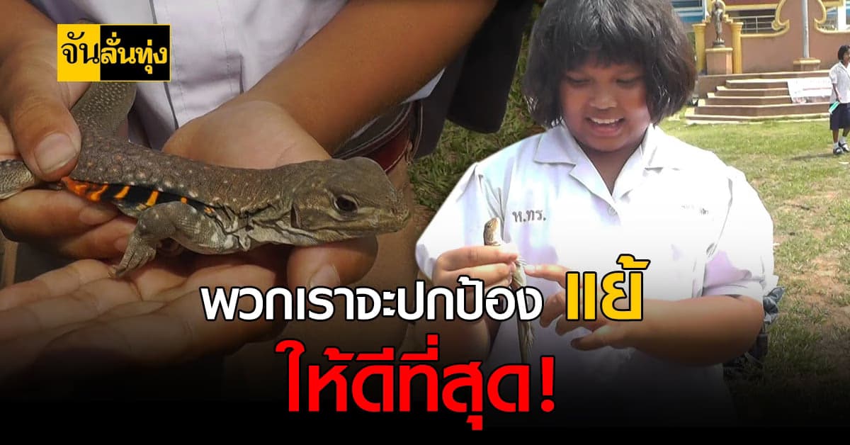 แย้ สัตว์พื้นบ้านที่ถ้าไม่อนุรักษ์อาจ สูญพันธุ์