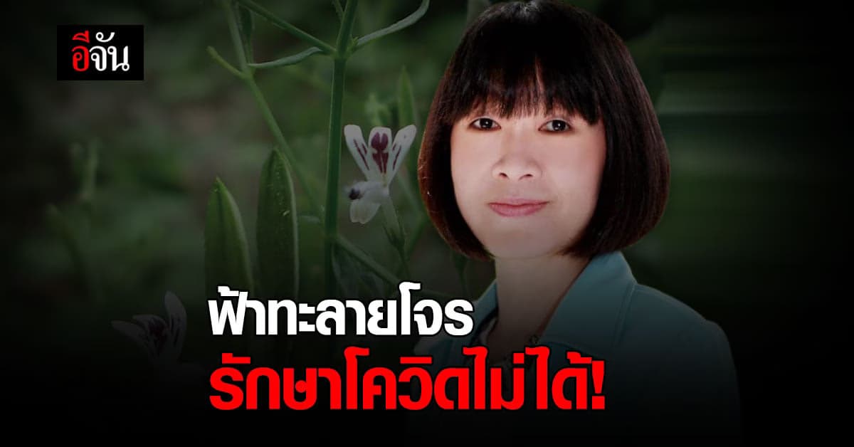 กรมการแพทย์ ย้ำชัด ฟ้าทะลายโจร รักษาโควิดไม่ได้