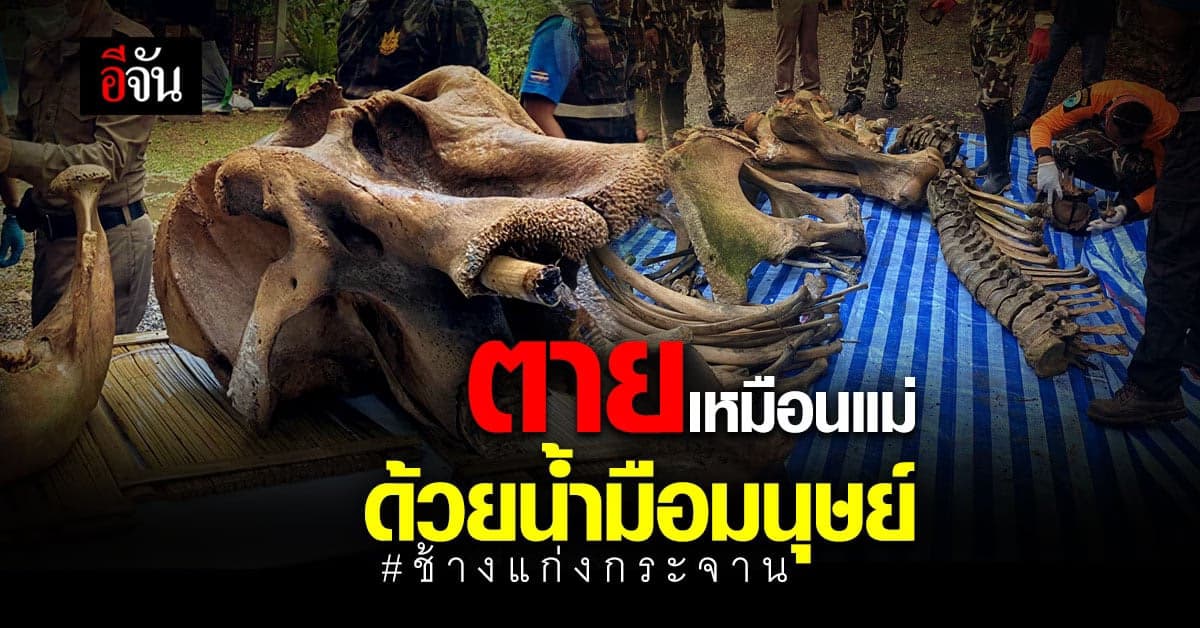 อ่านแล้วจุก… ลูกช้างกำพร้า โดดเดี่ยว ในป่าแก่งกระจาน 2 ปีต่อมา ถูกรุมยิงฆ่าอย่างทารุณ