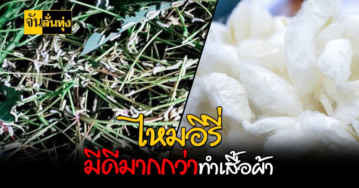 หนุนเกษตรกร เลี้ยงไหมอีรี่ สร้างรายได้