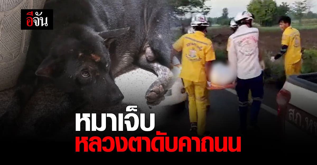 หลวงตา ปกป้องหมา จนตัวตาย