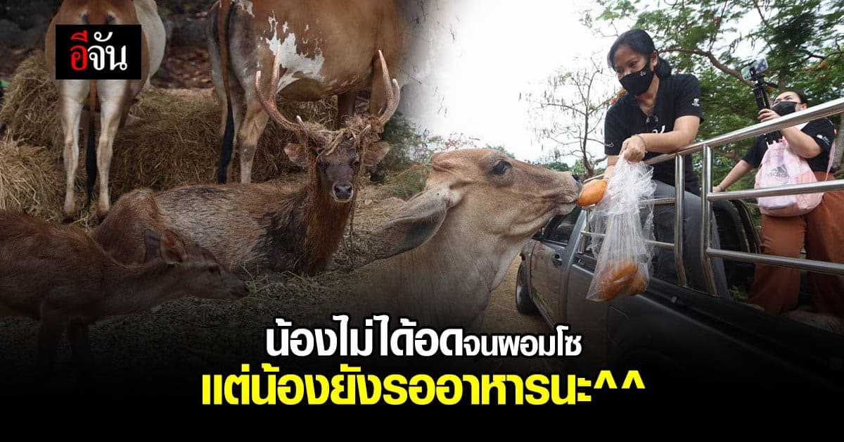 สัตว์ 2 พันชีวิต วัดป่าหลวงตาบัว ไม่ได้อดจนผอม เเต่ยังต้องการน้ำใจ