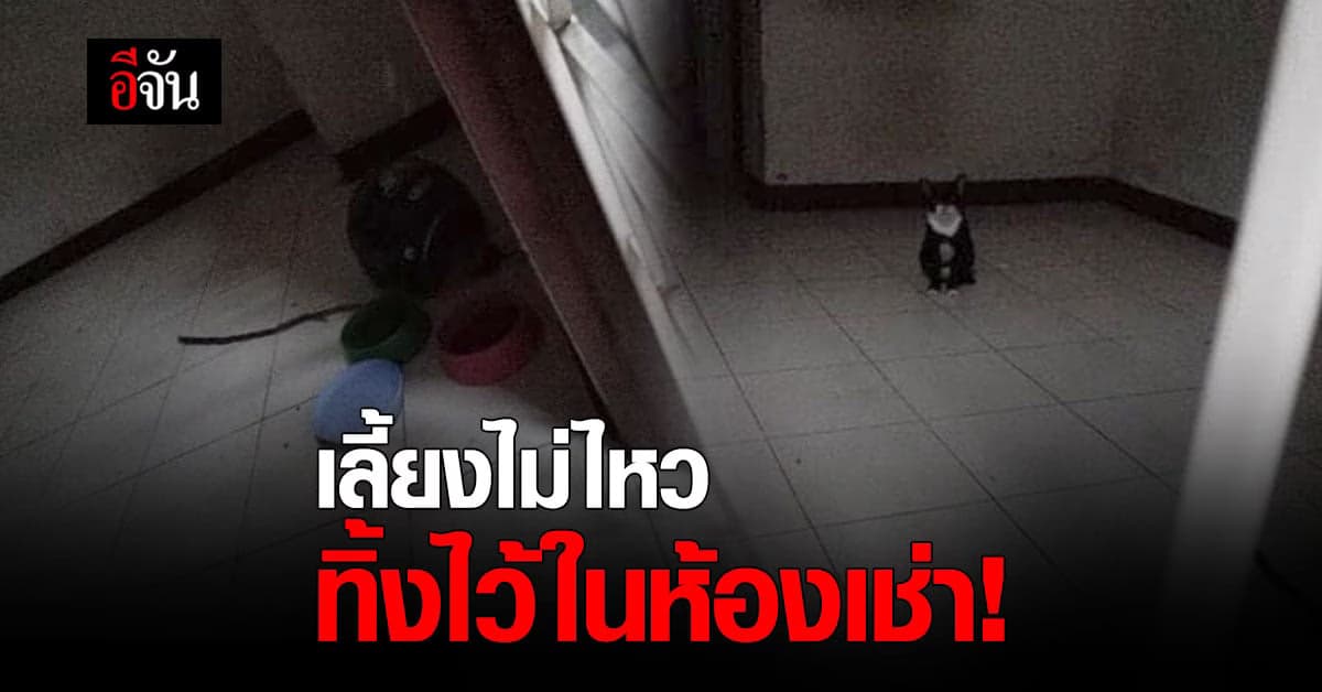 เวทนา เจ้าของห้องเช่าย้ายออก แต่ทิ้งแมวไว้ อ้างเลี้ยงไม่ไหว