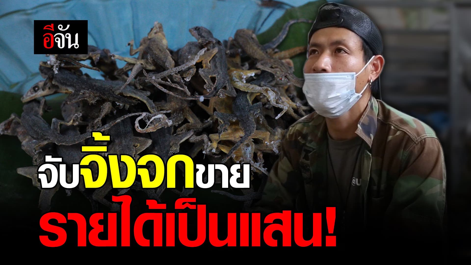 (Video) จับจิ้งจกขาย รายได้เป็นเเสน!