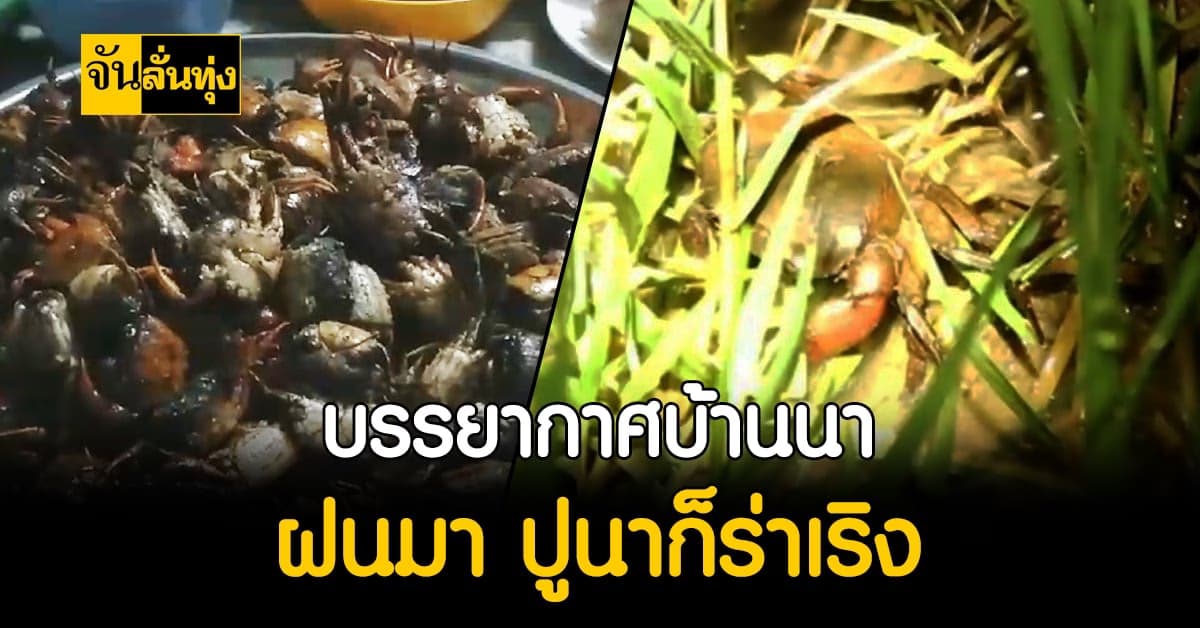 ชาวนาโคราชแฮปปี้ ฝนตกหนักแบบนี้เก็บ ปูนา ขายได้ตันละแสน