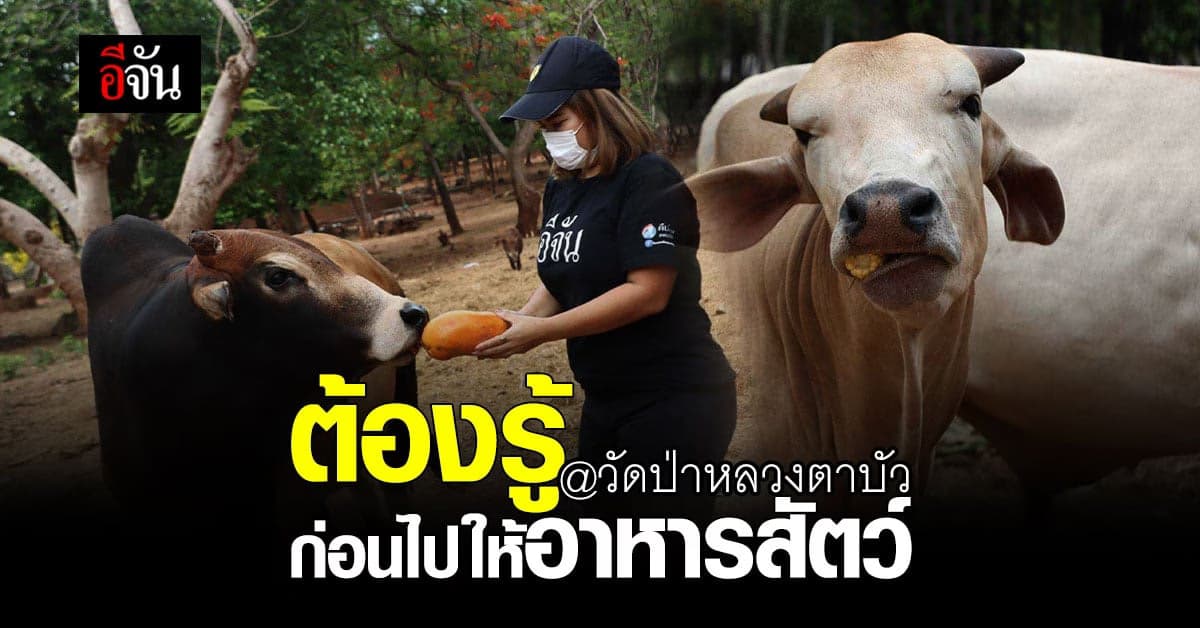 อีจันบอกบุญ ก่อนไปให้อาหารน้องๆ วัดป่าหลวงตาบัว ต้องเตรียมตัวอะไรบ้าง?