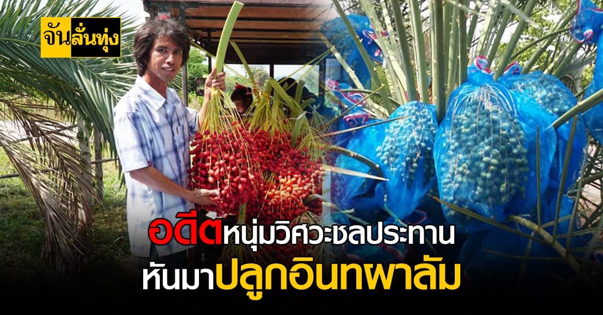 หนุ่มพิษณุโลก ปลูกอินทผาลัมกินสด สร้างรายได้เลี้ยงครอบครัว