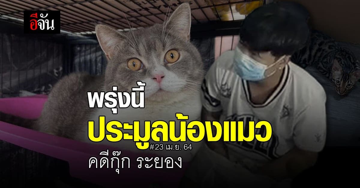 23 เม.ย. 64 ป.ป.ส. เปิดประมูล แมวของกลาง 6 ตัว คดียาเสพติด กุ๊ก ระยอง