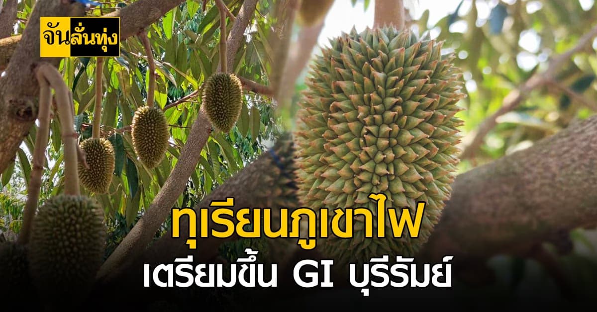 บุรีรัมย์เตรียมดัน ทุเรียนภูเขาไฟ ขึ้นทะเบียนเป็นสิ่งบ่งชี้ทางภูมิศาสตร์