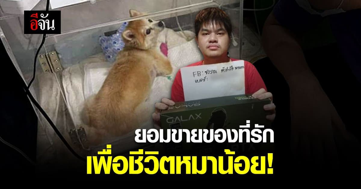 เสียสละ! หนุ่ม ม.ปลาย ขายการ์ดจอ หาเงินรักษาชีวิต หมาน้อย ป่วยมะเร็ง