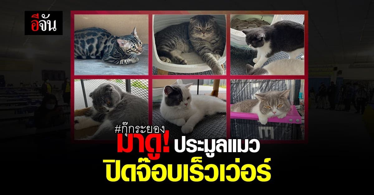 ประมูลแมว กุ๊ก ระยอง ไม่ถึง 10 นาที ปิดจ๊อบแล้ว