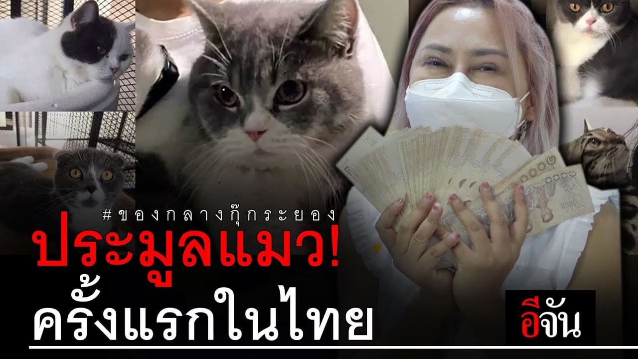 (Video) ประมูลแมว! ครั้งแรกในไทย