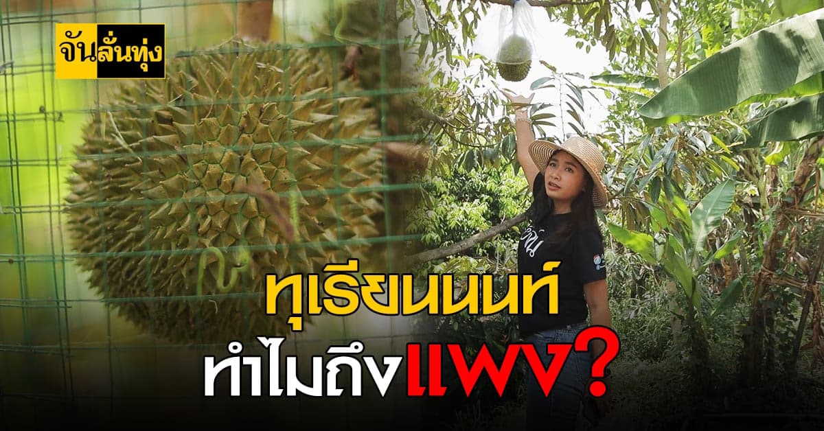 จันลั่นทุ่ง บุก ทุเรียนนนท์สวนครูออ