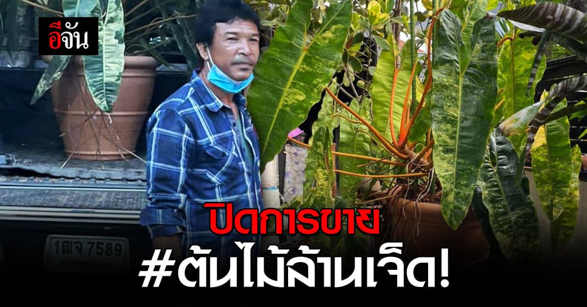 หนุ่มเมืองนนท์ขายไม้ประดับ ฟิโลก้านส้ม ต้นเดียวซื้อรถได้คัน !