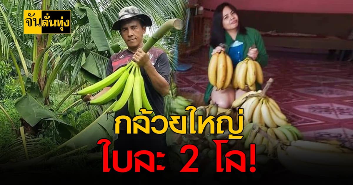 มารู้จัก กล้วยงาช้าง พืชใหม่ปลูกง่ายแค่ปีเดียวก็คืนทุน