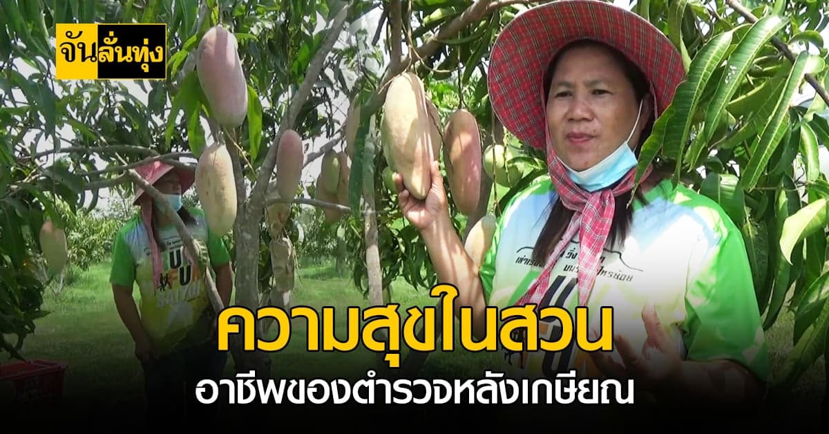 อดีตตำรวจ ปลูกมะม่วง ส่งขายต่างประเทศ