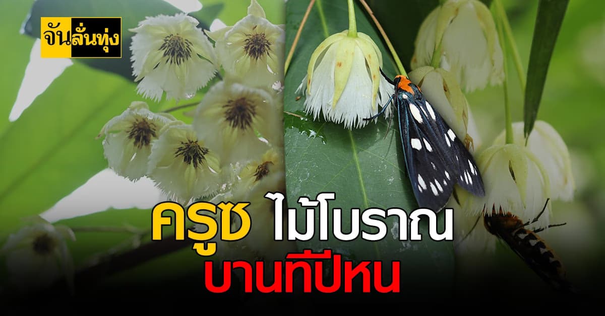 ต้นครูซ ไม้โบราณเอกลักษณ์เมืองตราด ที่ควรค่าแก่การอนุรักษ์