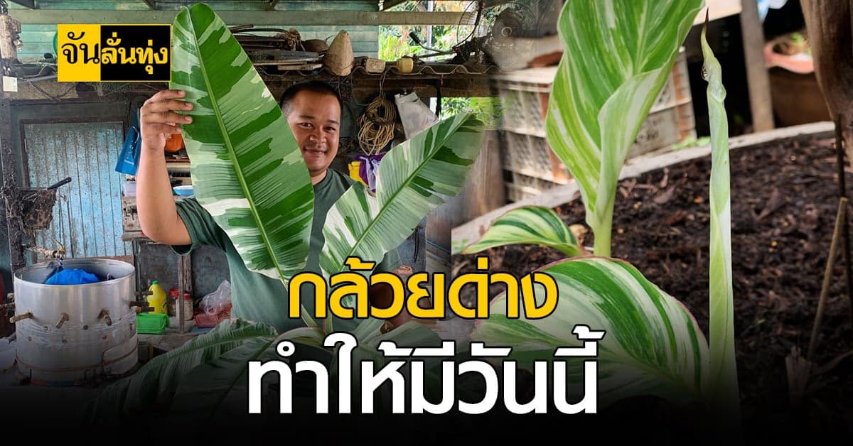 หนุ่มอ่างทอง ปลูกกล้วยด่าง สร้างรายได้