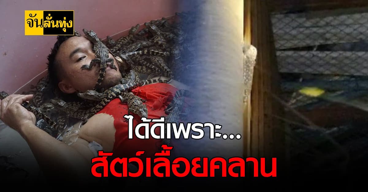 เจ้าของฟาร์มจระเข้ ผันตัว จับตุ๊กแกขาย ส่งออกจีน