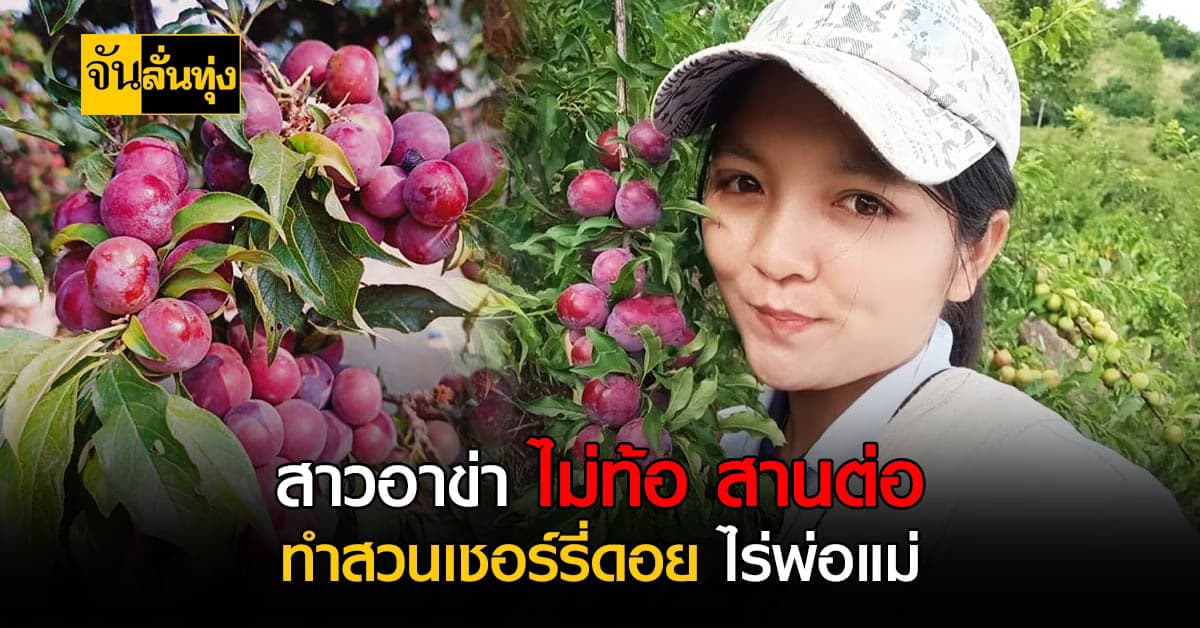 สดจากที่สูง!สาวอาข่า ขายเชอร์รี่ดอย ทางออนไลน์