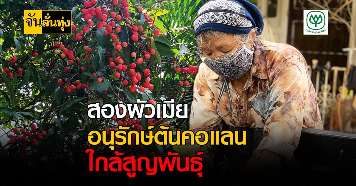 ชาวบ้านตราด อนุรักษ์ต้น คอแลน ผลไม้ป่าหายาก