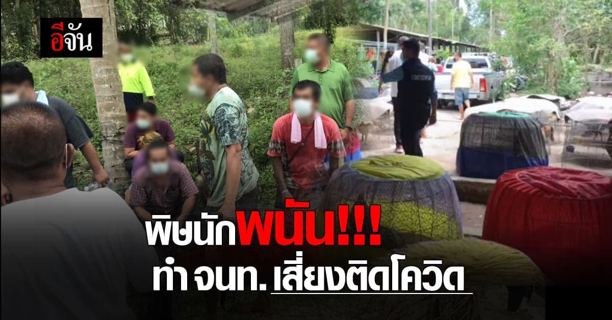 ช็อก พิษนักพนันไก่ชน ทำ เจ้าหน้าที่ปกครอง อส. เสี่ยงติดโควิด 18 คน
