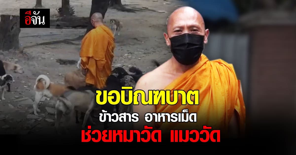 หมาวัด แมววัด ที่ วัดแม่หยวก เชียงใหม่ กำลังจะอดตาย!