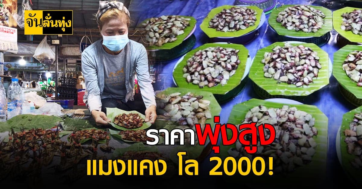 นครพนมขายของป่าคึกคัก แมงแคง ราคาพุ่งแตะกิโลกรัมละ 2,000 แล้ว