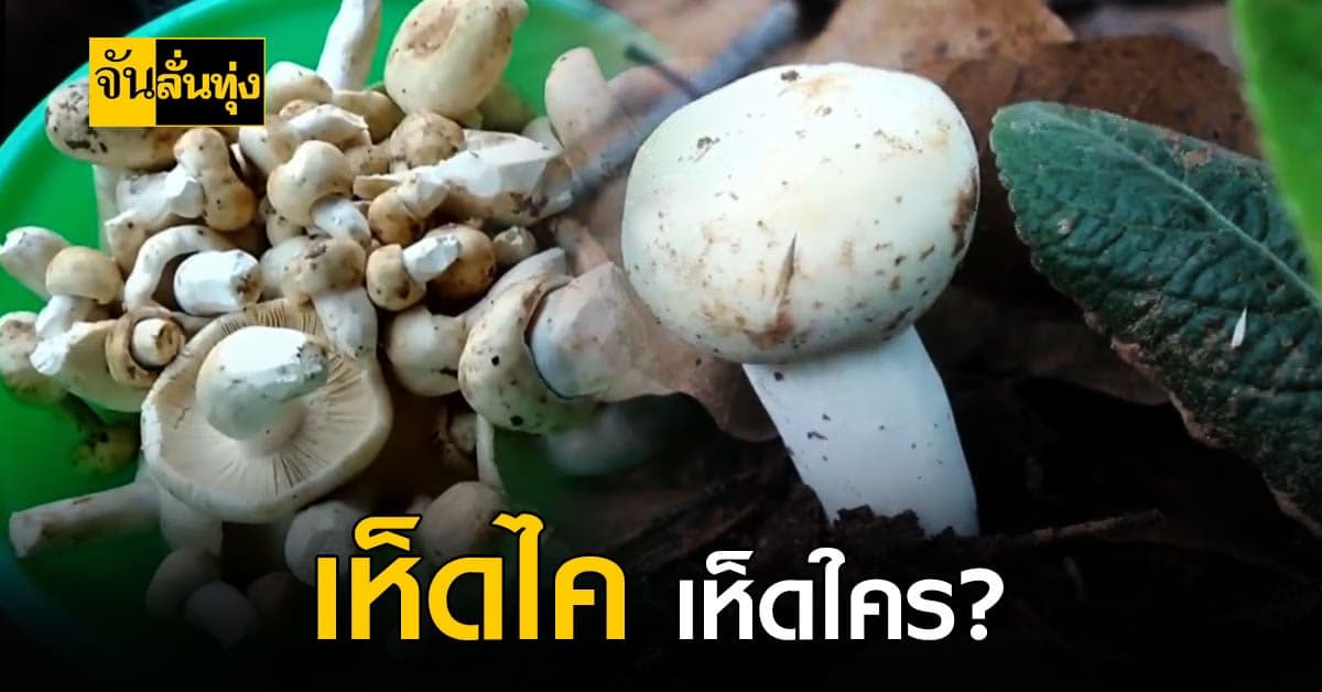 มาแล้ว เห็ดไค ที่ไม่ว่าจะเป็นเห็ดใครก็อร่อยขึ้นแท่นราชินีแห่งเห็ด !