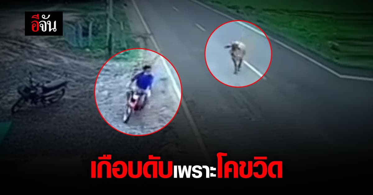 เกือบไม่รอด ! วงจรปิดจับภาพชัด นาที หนุ่มเบิ้ล จยย.หนี วัวแม่ลูกอ่อน