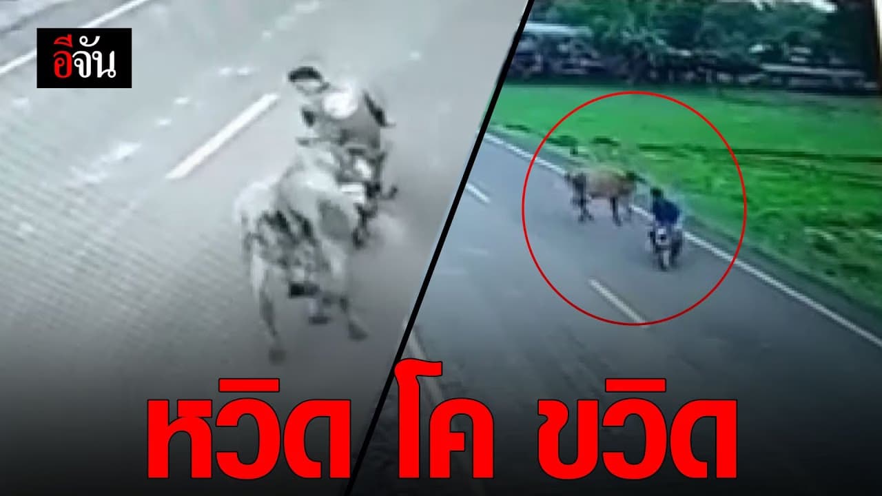 (Video) หวิด โค ขวิด