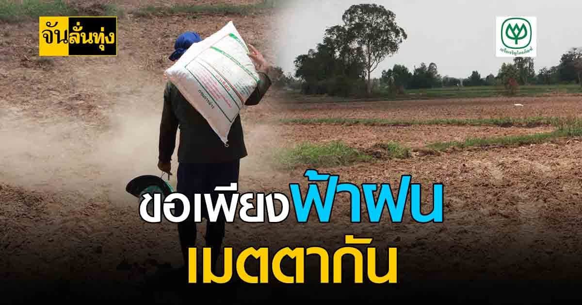 ชาวนากาฬสินธุ์ระทม นาแล้ง ทำนาไม่ได้ ต้องหว่านข้าวรอฝน