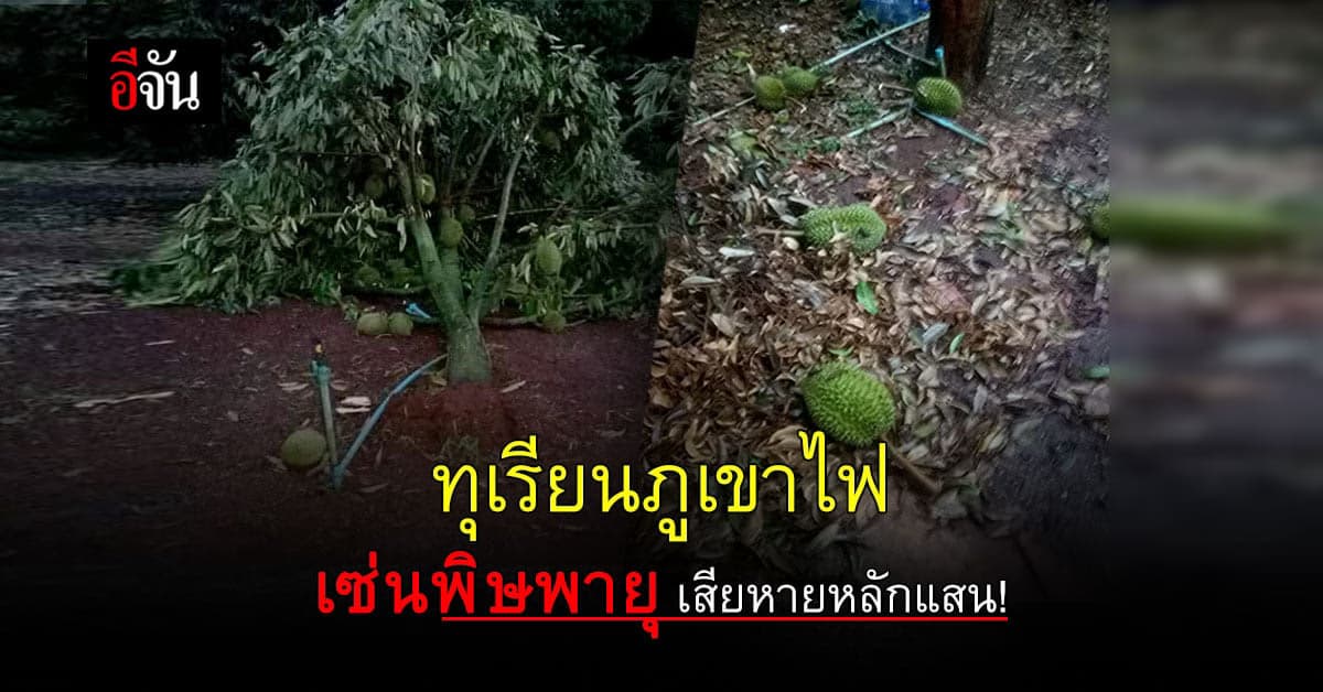 ชาวสวนทุเรียน 3 อำเภอ จ.ศรีสะเกษ จุกพูดไม่ออก พายุถล่มทุเรียนร่วง ก่อนตัดขาย