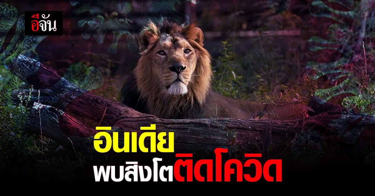 สวนสัตว์อินเดียพบ ‘สิงโตเอเชีย’ ติดโควิด-19