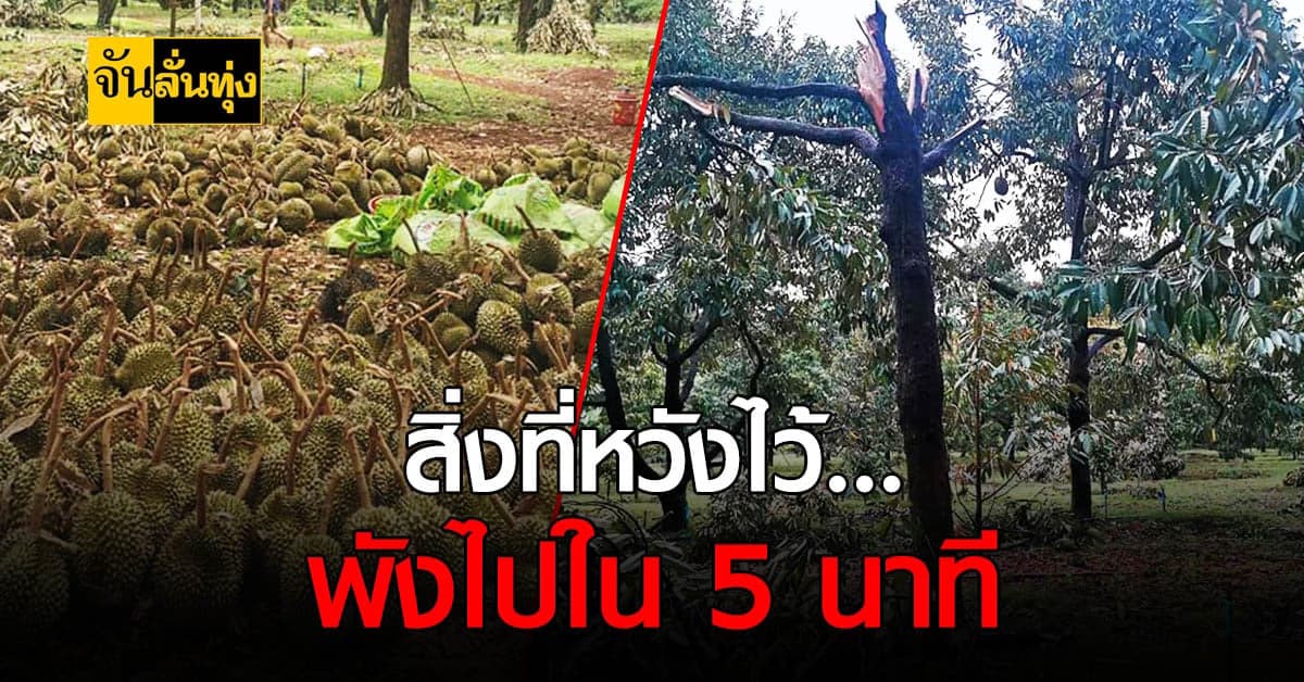 ศรีสะเกษอ่วม พายุพัด ทุเรียนภูเขาไฟ ร่วง ก่อนตัดได้ไม่กี่วัน