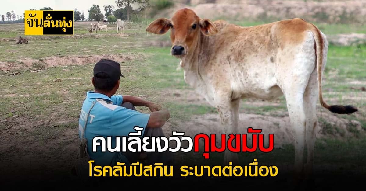มุกดาหารพบวัวติดโรคระบาด ลัมปีสกิน วอนรัฐเร่งเข้าช่วยเหลือ
