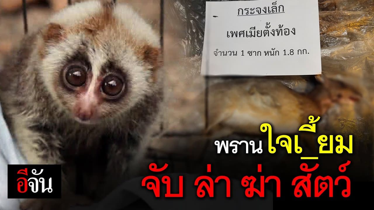 (Video) สงสารสัตว์ ถูก ล่า ฆ่า แม้กวางตั้งท้อง นายพรานก็ไม่เว้น