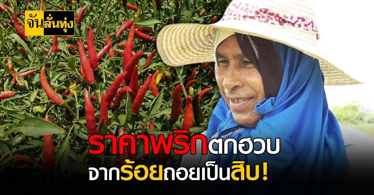 ชาวสวนโคราชระทม พริกสด ราคาตกฮวบ ต่ำสุดในรอบปี