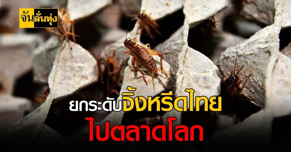 ไทยส่ง จิ้งหรีด เจาะตลาดแมลง เตรียมพร้อมเป็นฮับแมลงโลก