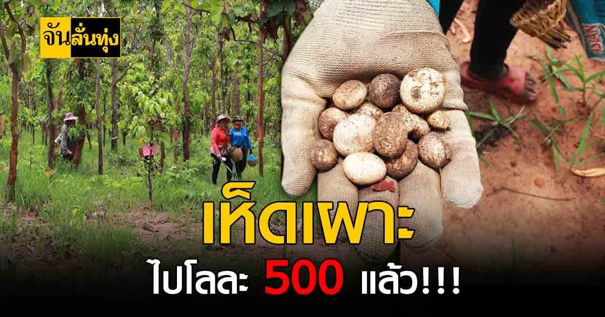 ชาวบ้านแห่เก็บ เห็ดเผาะ ของดีปีละหน สุดยอดของอร่อยที่เอาอะไรมาแลกก็ไม่ยอม