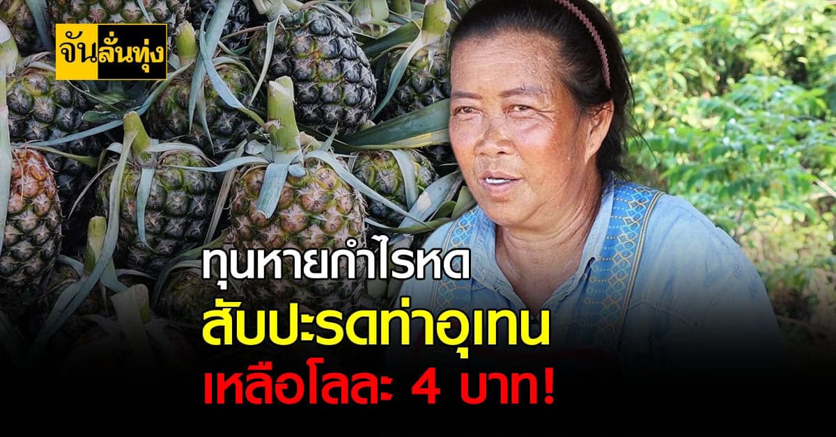 ทุนหายกำไรหด สับปะรดท่าอุเทนเหลือโลละ 4 บาท !