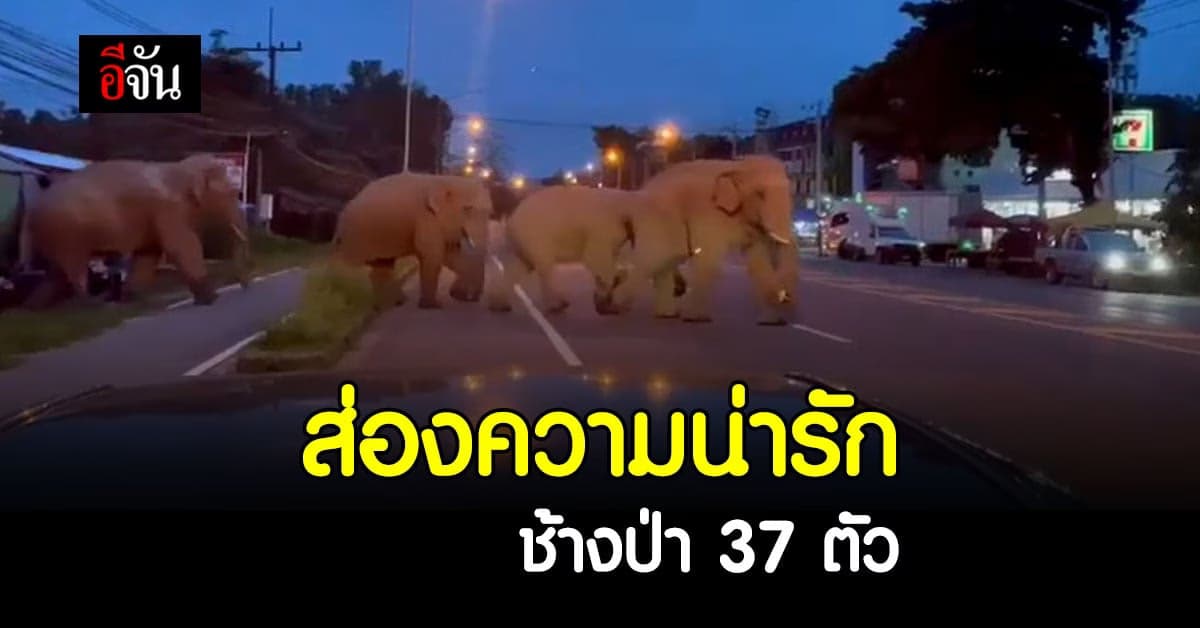 ส่องความน่ารัก ช้างเขาใหญ่ เดินกินลมชมวิวโชว์ตัว ก่อนกลับป่ารวมตัวครอบครัว 37 ตัว