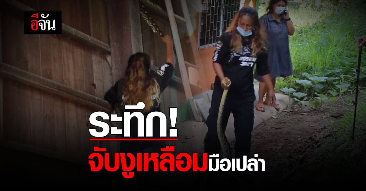 สุดระทึก กู้ภัยสาว จับงูเหลือมมือเปล่า ตัว 2 เมตร