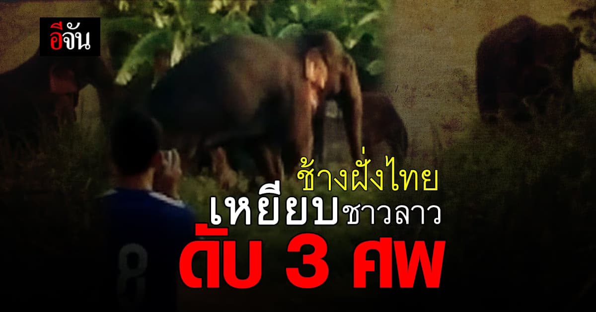 ช้างฝั่งไทย จ.บึงกาฬ ข้ามโขง เหยียบชาวลาว ดับ 3 ศพ
