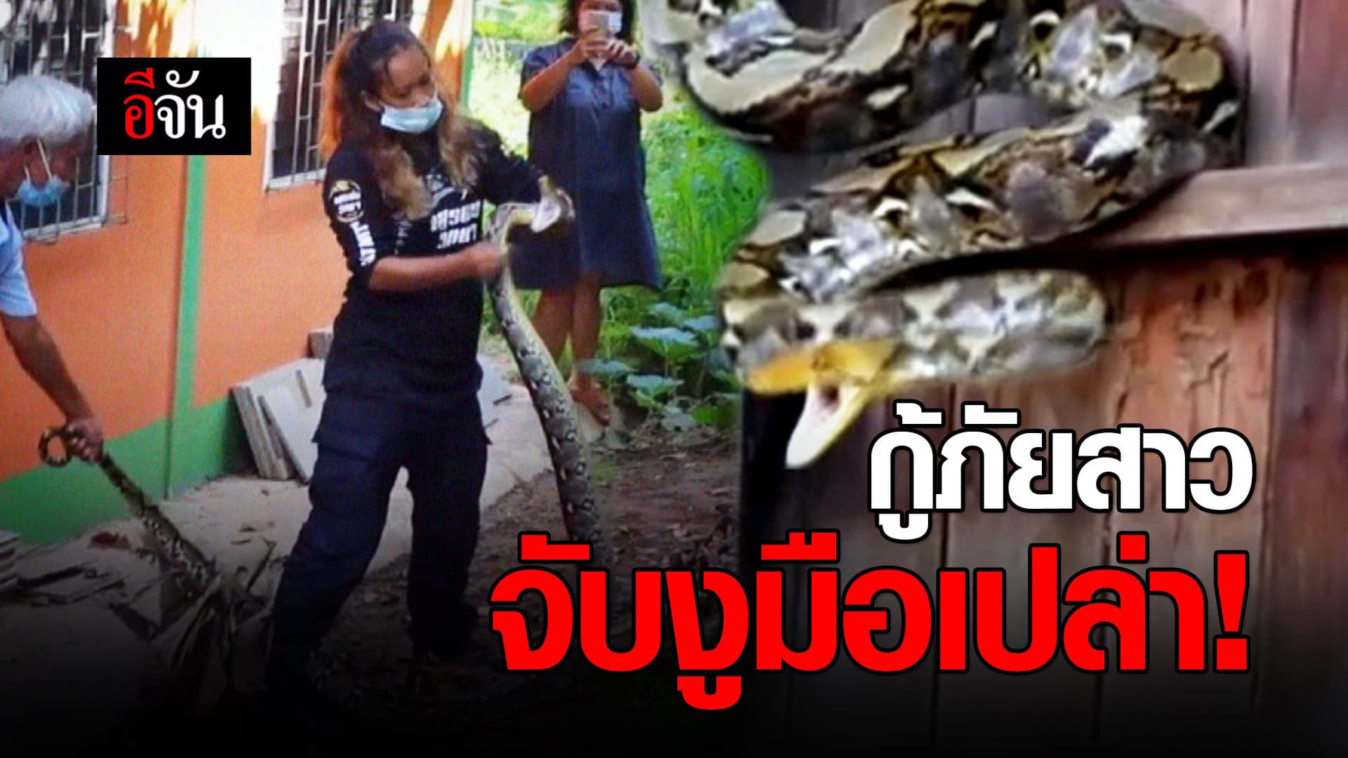 (Video) กู้ภัยสาว จับงูมือเปล่า!