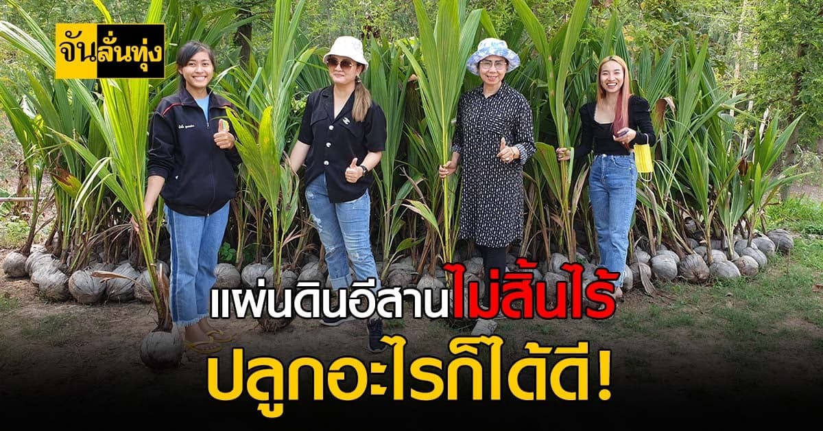 กาฬสินธุ์ก้าวหน้า หาปลูก มะพร้าวกะทิ ของดีแดนใต้สำเร็จแล้ว